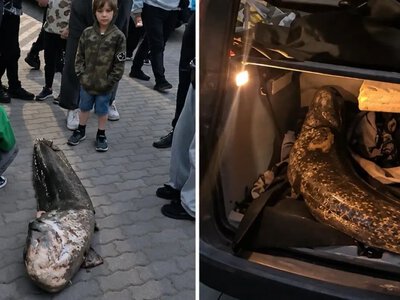 «Легенду» озера вивезли в багажнику: у Варшаві спалахнув скандал через гігантського сома 