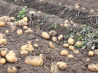 Рак картоплі як загроза продовольчій безпеці: фітосанітарний аналіз небезпечного збудника