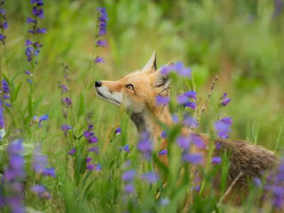 Лисиці розважаються вночі за допомогою кроксів – зоолог WWF-Україна (Відео)