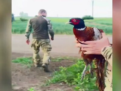 На Донеччині поліцейські врятували фазана з антидронової сітки. ВІДЕО