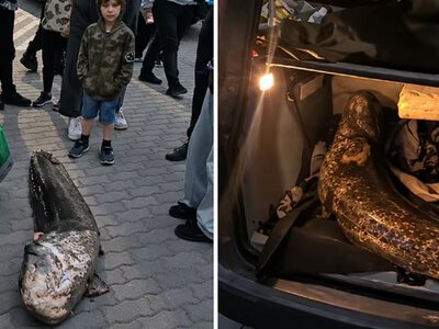 Спіймали на гарячому: у Польщі затримали українця, який зухвало витяг з озера 20-річного сома під час нересту (ФОТО)