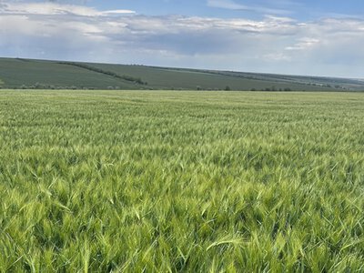Незвичайні дощі в травні: як це вплинуло на посіви