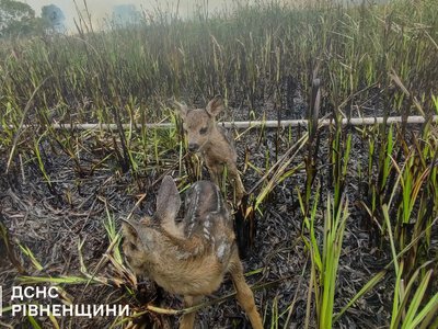 Головні новини Рівненщини за 3 червня: порятунок оленяток з вогню, ДТП у чужому дворі, продаж відстрочок, фальшива інвалідність та перевірка Басового Кута