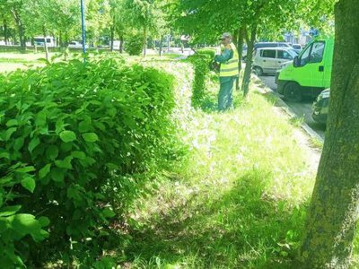 У Рівному підстригали кущі у сквері Давидюка