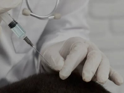 Під Києвом виявили сказ у домашнього кота: мешканців Чабанів закликають вакцинувати тварин