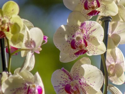 Ефективні рекомендації щодо підживлення орхідеї для здорового росту та цвітіння