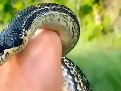 Невдалий рейд на курник: у Кам’янському районі спіймали полоза-ненажеру