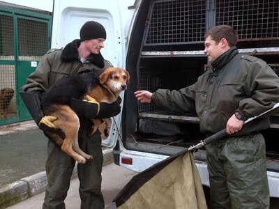 У Решетилівці проведуть вилов безпритульних тварин
