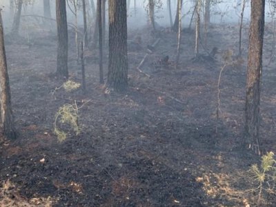 Понад 7 мільйонів гривень збитків: екологи оцінили наслідки пожеж на Рівненщині після ворожих атак