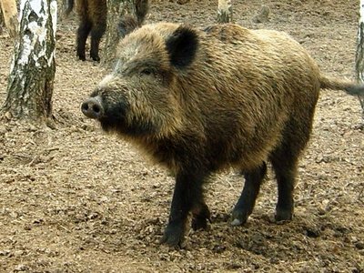 На Вінниччині зафіксували спалах африканської чуми серед диких свиней