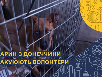 Волонтери з Краматорська допомагають евакуювати тварин із зони бойових дій