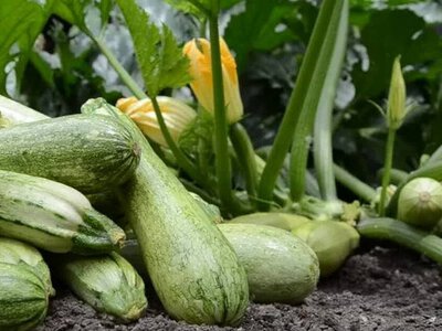 Ефективні способи підживлення кабачків для безперервного врожаю