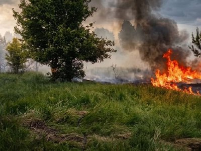 У Чорнобильській зоні ліквідували лісову пожежу
