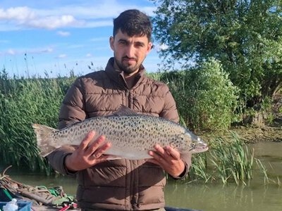 Рідкісний лосось у Дунаї: науковий прорив