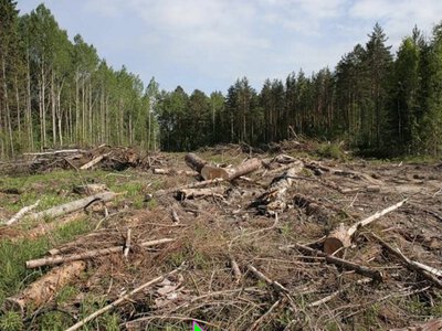Сотні зрізаних сосен та сліпота чиновників: чому на Житомирщині не можуть зупинити знищення лісів