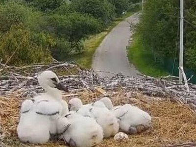 Залишились самі-самісінькі: зіркові лелеки з Полтавщини вперше залишили своїх дітей 