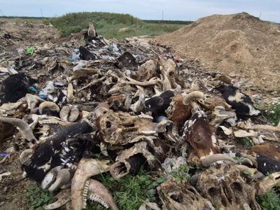 У Миколаєві виявили несанкціоноване звалище останків тваринного походження (ВІДЕО)