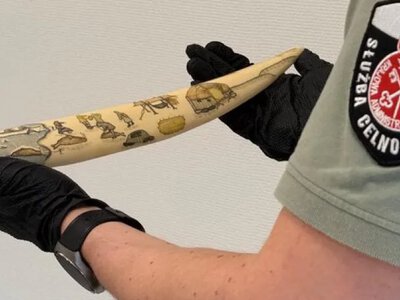 Українка хотіла вивезти до Польщі бивні моржа, який перебуває під загрозою зникнення. Їй загрожує ув'язнення