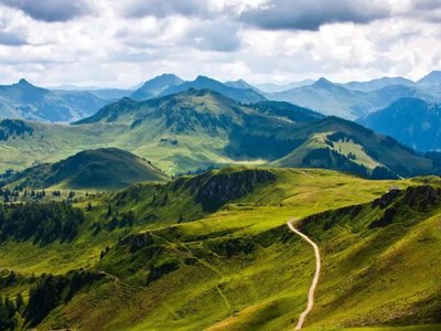 На Закарпатті зупинили вирубку лісу під лінії електропередач після виявлення червонокнижних саламандр