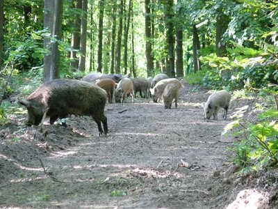 На Вінниччині у дикого кабана підтвердили африканську чуму: ситуація в Україні загострюється