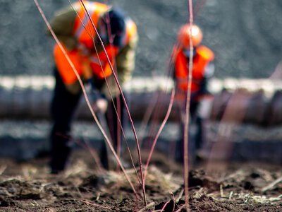 Ще більше насаджень: на ОГЗК Метінвесту провели роботи з озеленення санітарно-захисної зони та хвостосховища