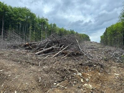 Біля полонини Руна зупинили вирубку дерев через популяцію червонокнижної саламандри