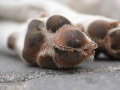 Трагедія популярного блогера: улюбленця мільйонів Чутоу викрали та відправили на м’ясо (фото) (Відео)