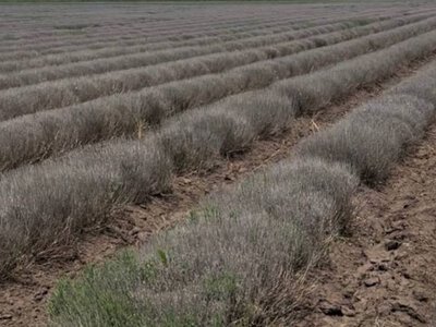 Лавандове поле на Одещині загинуло від морозу