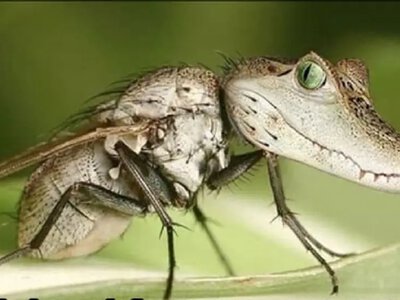 Одеський гумор: який вигляд має лист Зеленського і хто такі «крокомарі»