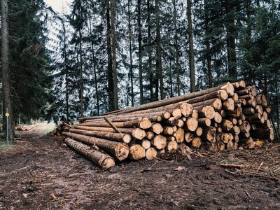 Українцям дозволяють безкоштовно заготовляти дрова: які 3 правила потрібно знати