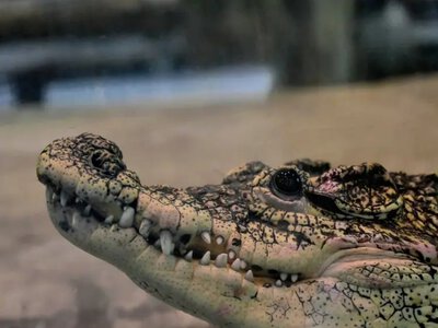 Крокодил Кубик відкрив літній сезон: врятованого плазуна переселили на нову локацію в КиївЗоо