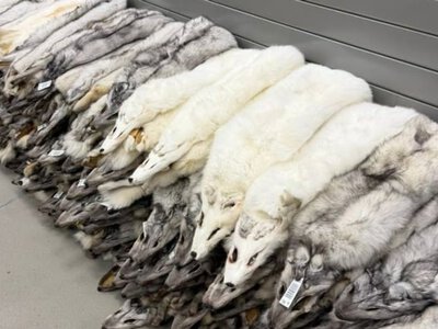 Песець на 400 тисяч грн. У рейсовому автобусі з Польщі в Україну хотіли провезти 120 незадекларованих шкурок