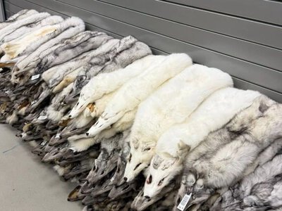 На кордоні з Польщею в рейсовому автобусі виявили хутро песець на сотні тисяч гривень