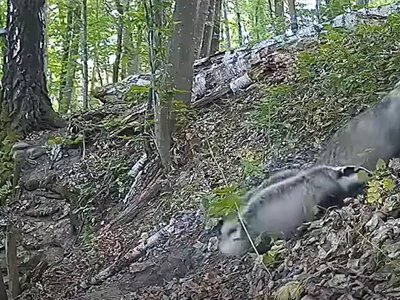 На Рівненщині фотопастка зафіксувала родину борсуків