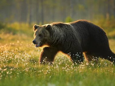 Грузія інвестує близько 130 тисяч євро в оновлення даних про популяцію ведмедів
