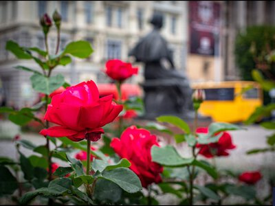 Чернівці у трояндах: який вигляд має місто у розпал цвітіння