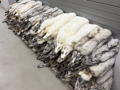 На Львівщині прикордонники виявили в автобусі 120 незадекларованих шкурок песця