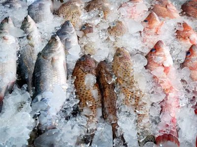 Чому 80% риби в Україні є імпортною: стан аквакультури
