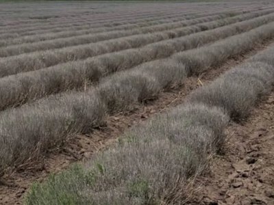 Морози знищили найбільше лавандове поле України