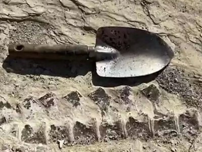 Дивовижна знахідка на екскурсії: школяр випадково помітив скам'янілості віком 80 млн років (фото) (Відео)