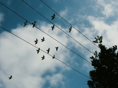 Названо причину, чому птахів на дротах не б'є струмом