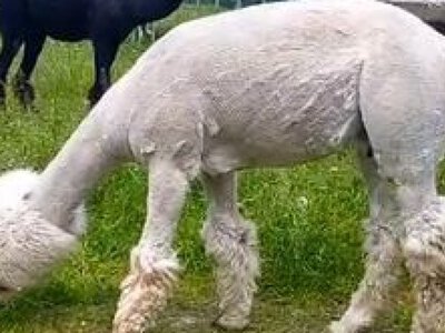Альпаками із зоопарку у Вінниці опікуються медики з Тернополя (ВІДЕО)