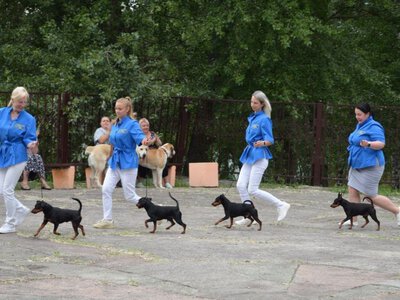 Від коргі до хаскі: у Лівобережному парку Кам’янського відбулося велике дог-шоу