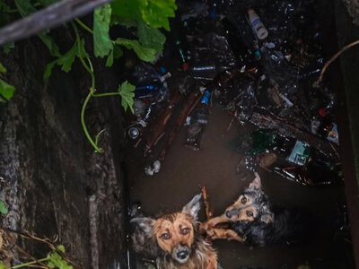 На Вінниччині рятувальники допомогли чотирьом пухнастим тваринам, які потрапили у пастки