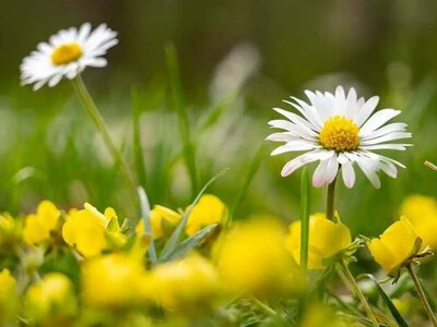 На Полтавщині потеплішає до 30 градусів, але можливі дощі та грози