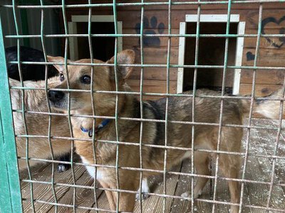 Після підриву Каховської ГЕС їх урятували: в Одесі шукають дім для собак з Херсонщини