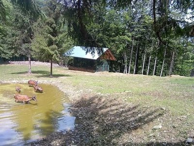 Як почуваються врятовані тварини: у «Квасовці» показали день із життя оленів (ВІДЕО)