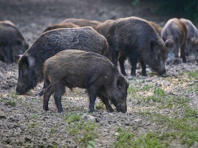 На Вінниччині виявили африканську чуму у диких свиней