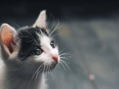 На Одещині п’яний господар викинув кошеня з вікна багатоповерхівки, бо той шкодив