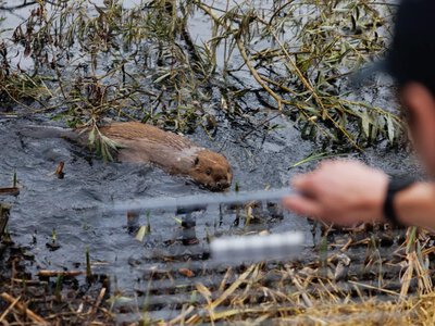 Бобри врятували метро від повеней: несподіване рішення знайшли у Британії